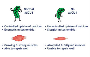 graphical abstract