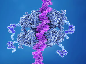 The p53 tumor suppressor protein bound to DNA