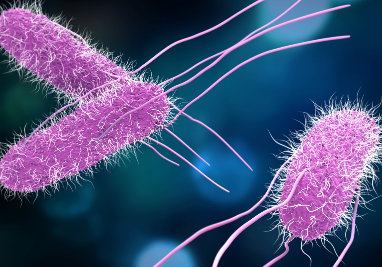 3D illustration of Salmonella Bacteria. Medicine concept.
