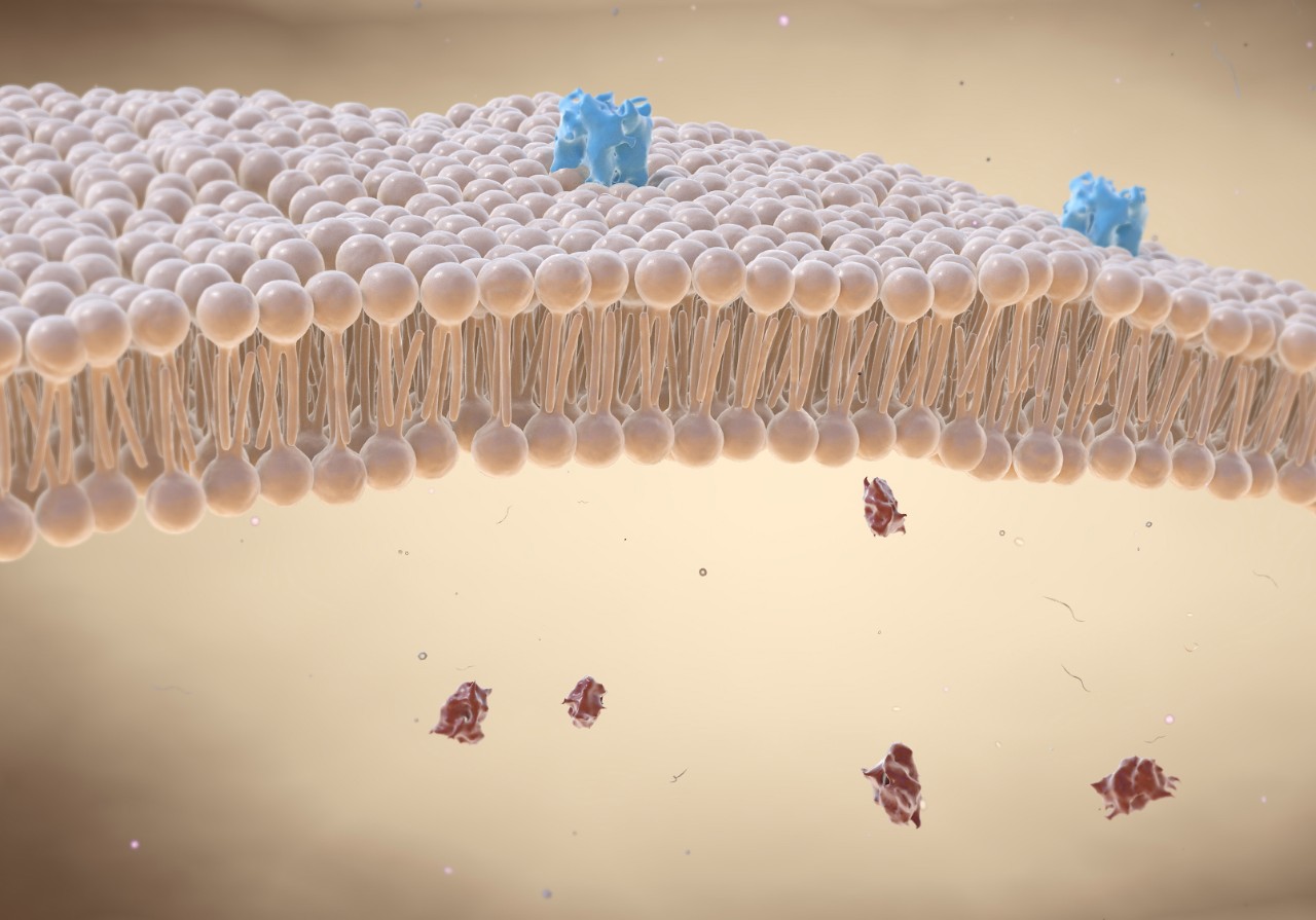 Lipid bilayer cell membrane with membrane and intracellular receptors