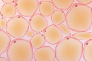 fat cells illustration