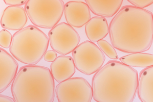fat cell illustration