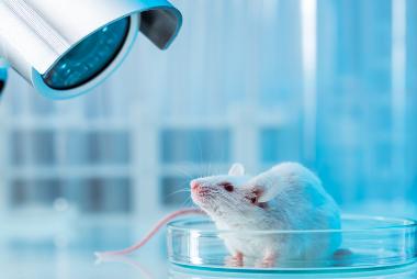 mouse model of MS