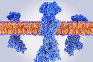 transmembrane protein