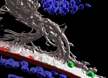 3D Image of immune cells on the cornea