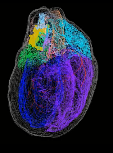 3D reconsructed heart from a male rat
