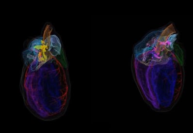 3D image showing the differences between neurons in male (left) and female (right) rat hearts