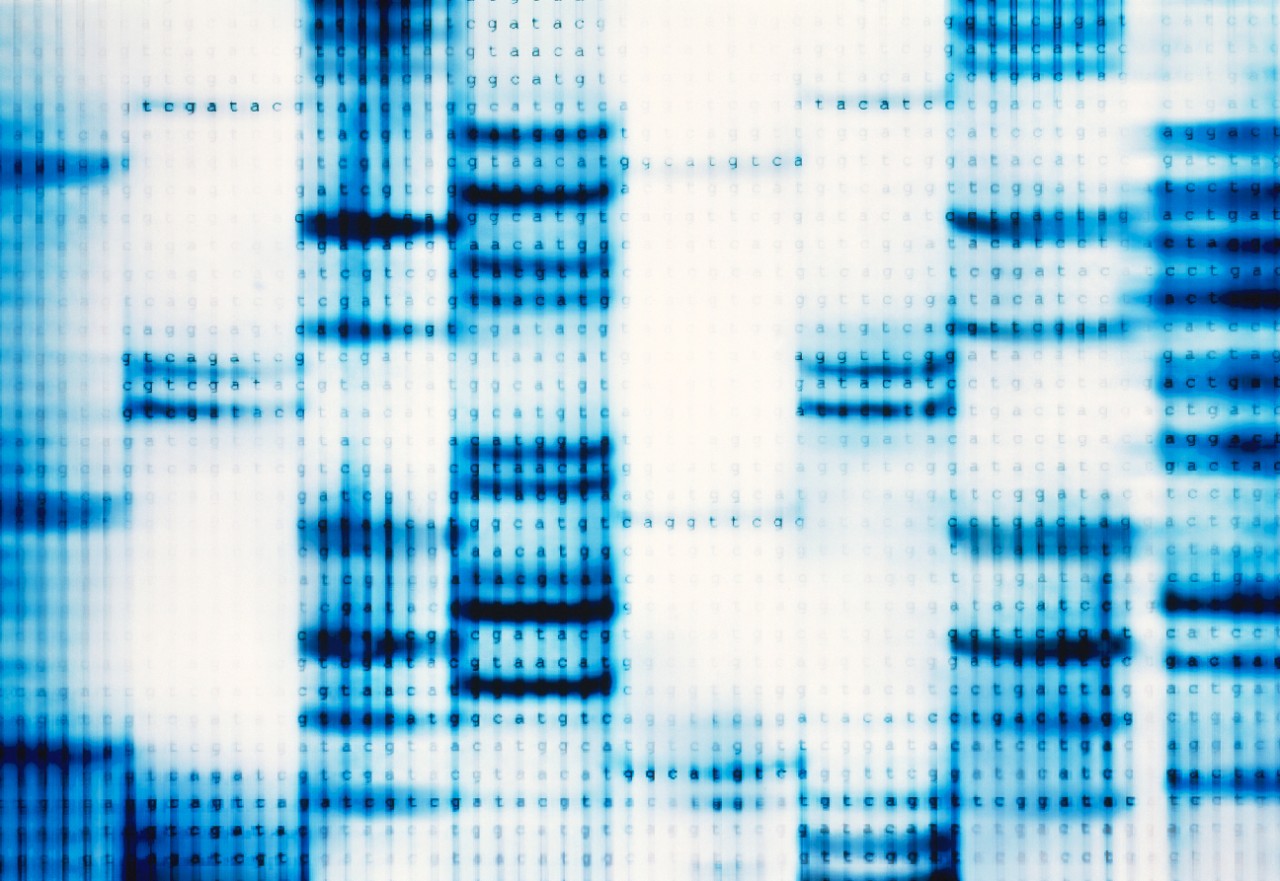 DNA gel with CATG genetic code (Digital)