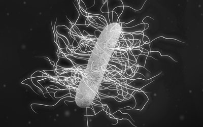 Clostridioides difficile (C. diff) is a germ
