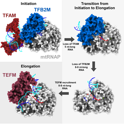New Insights Into Mitochondrial Gene Regulation