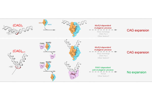 DNA Extrusion Size Determines Pathway Choice during CAG Repeat Expansion