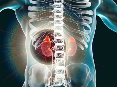 Division of Nephrology