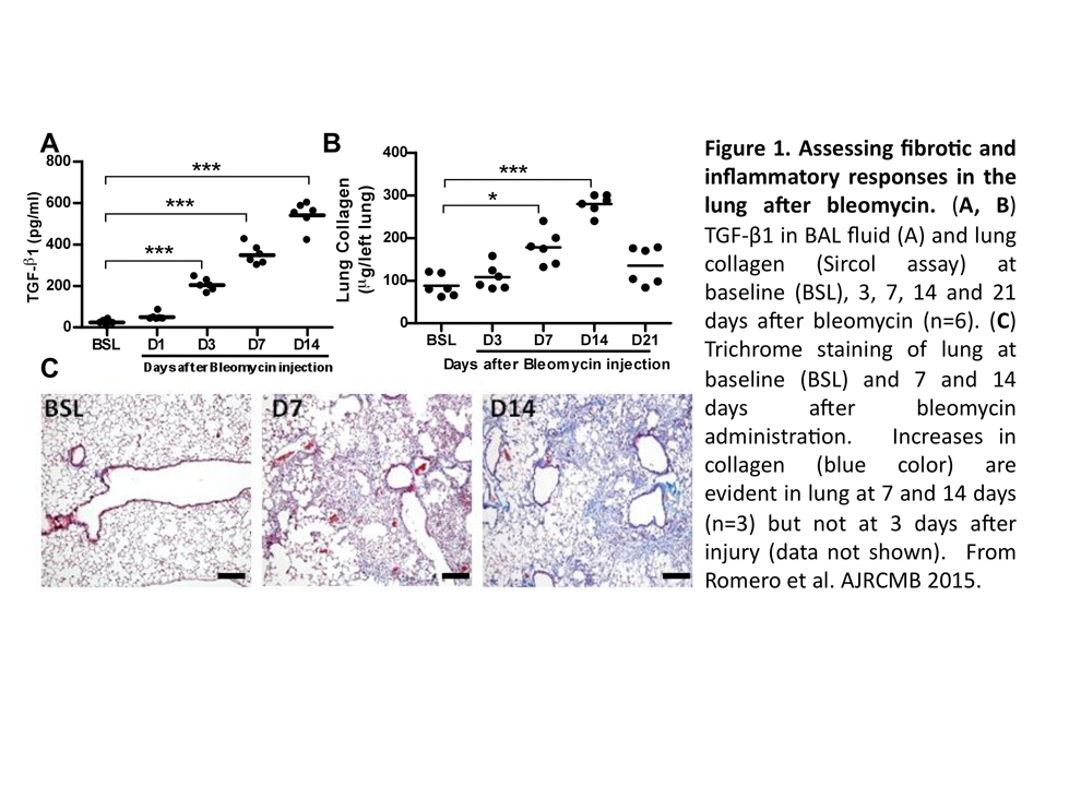 Lung Fibrosis model