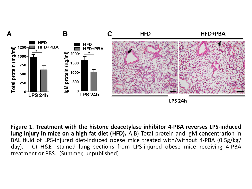 Acute Lung Injury (ALI)/Acute Respiratory Distress Syndrome (ARDS) model
