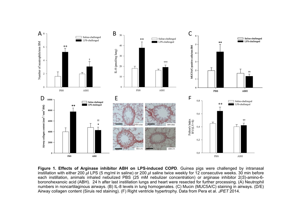 Chronic Obstructive Pulmonary Disease (COPD), Smoking/Emphysema model