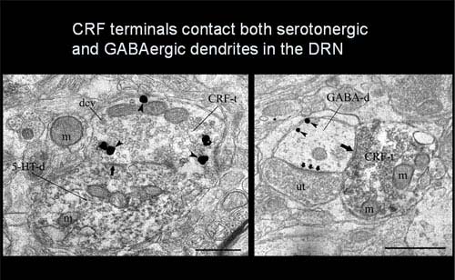 CRF terminals contact