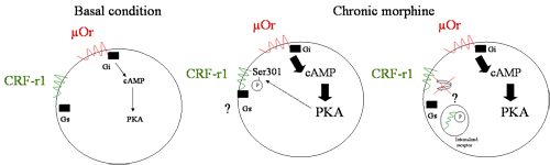 Schematic diagram showing potential ways in which opiates sensitize LC neurons to CRF. Left: LC neurons without morphine