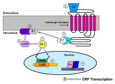 High magnification light photomicrographs depicting double labeling for NET and CRF