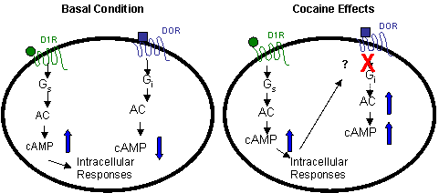 The co-expression of DOR and D1R is evident in a subset of neurons in the NAcb and striatum. This co-existence provides a cellular substrate for the regulation of DOR function by D1R activation. In basal conditions, D1R activation activates Gs which causes an increase in adenylyl cyclase (AC) activity, while activation of DOR activates Gi which inhibits AC activity. Interestingly, cocaine attenuates the ability of DOR to inhibit AC activity possibly through a D1R dependent mechanism. The inhibition of AC’s causes a lack of inhibition on cAMP production providing a functional measure of DOR desensitization.