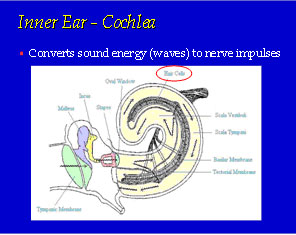 Inner Ear - Cochlea