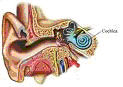 Cochlear diagram