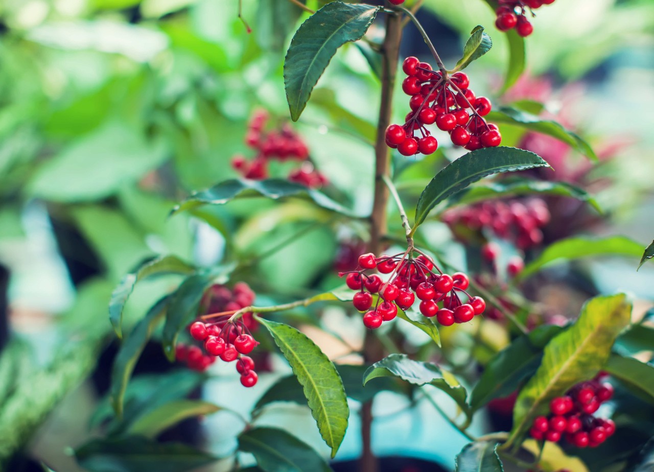 Christmas berry plant