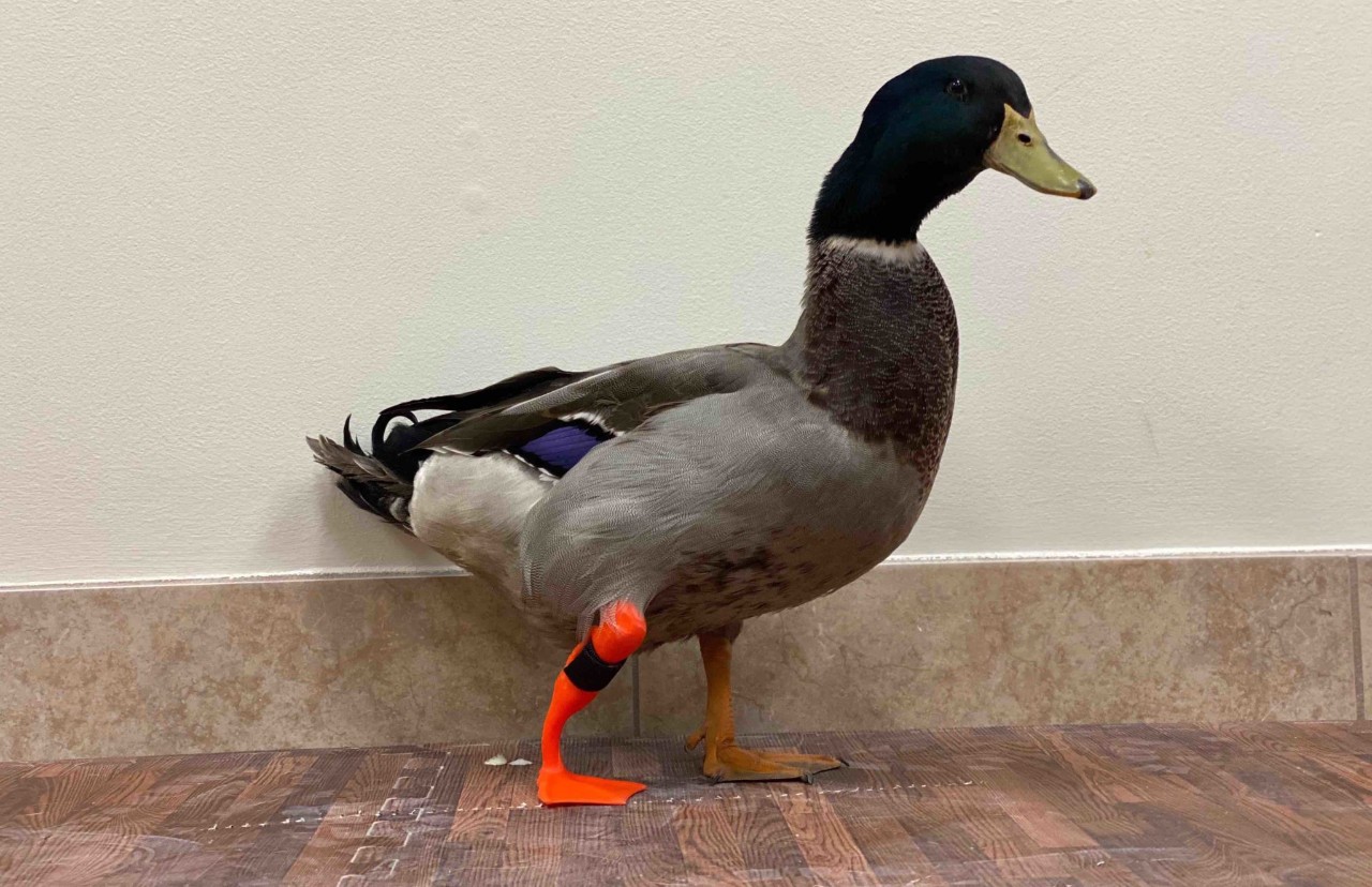 Waddles the Duck