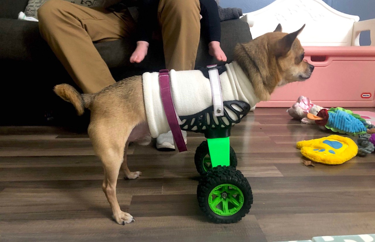 Dog with prosthetic