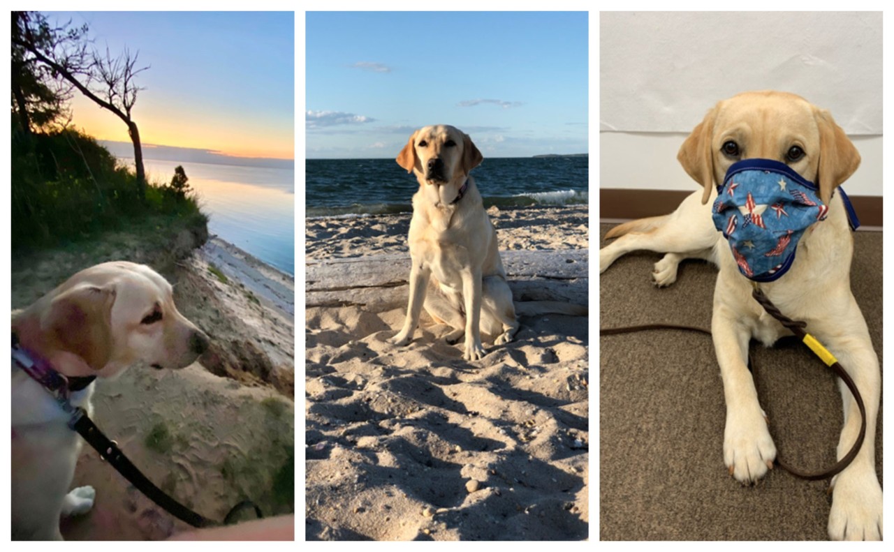 Collage of Maggie the dog