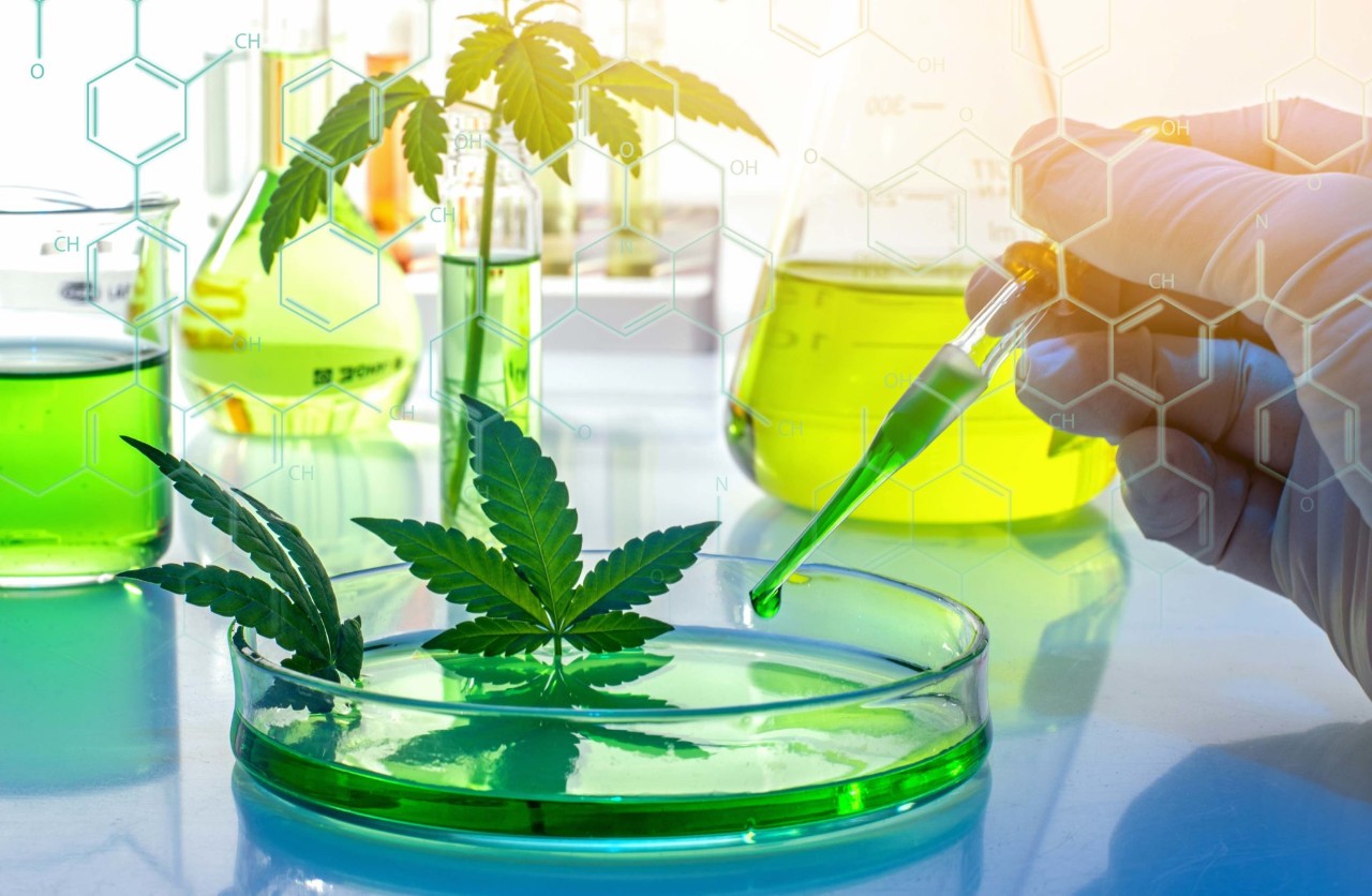 Scientific research of medical cannabis for use in medicine