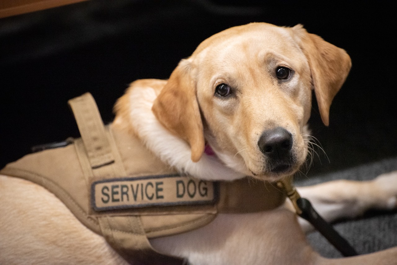 Closeup photo of the service dog Maggie