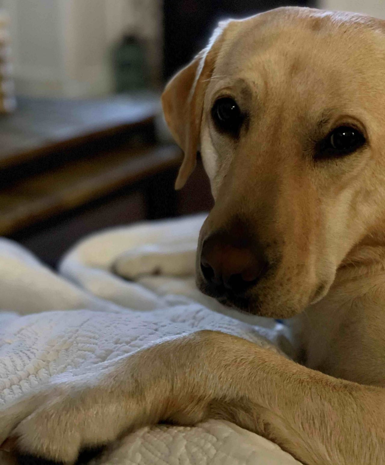 Maggie