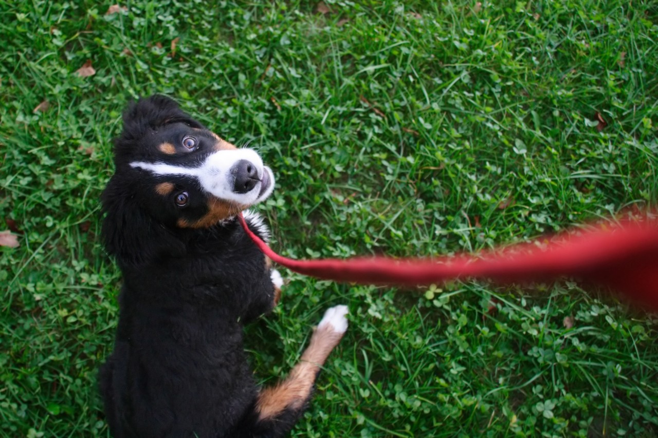 puppy on a leash