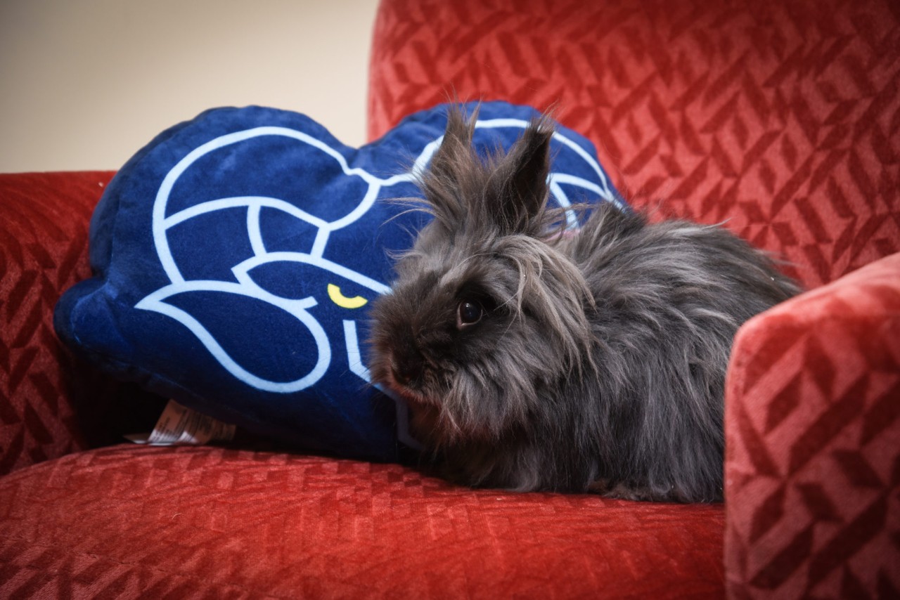 Titan the rabbit on a chair