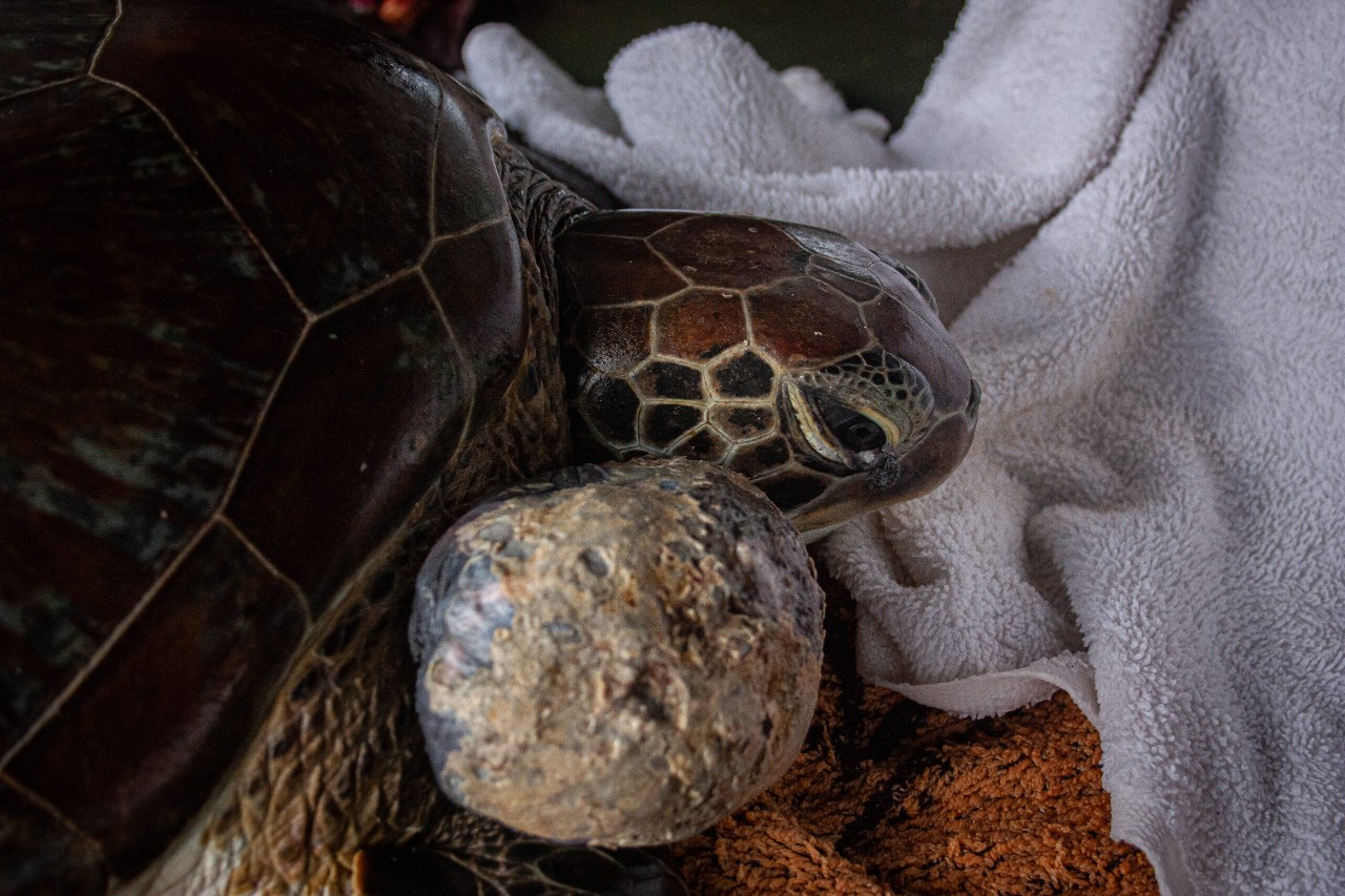 An image of a turtle with a large tumor next to its head