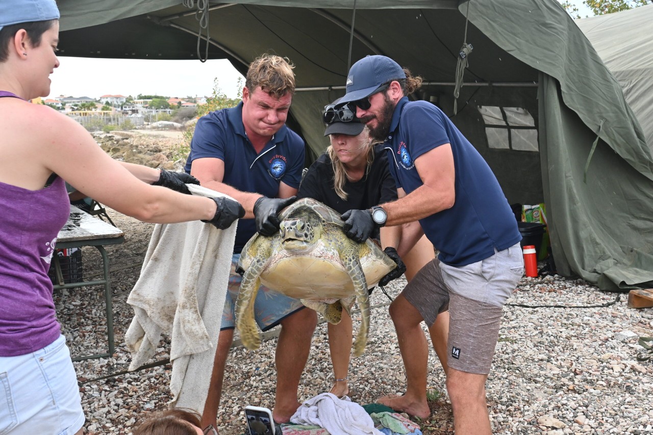 Three volunteers struggle to lift a heavy sea turtle