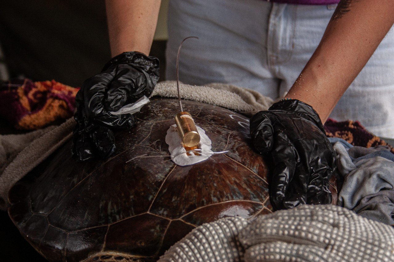 A close-up of the radio transmitter affixed to a sea turtles' shell.