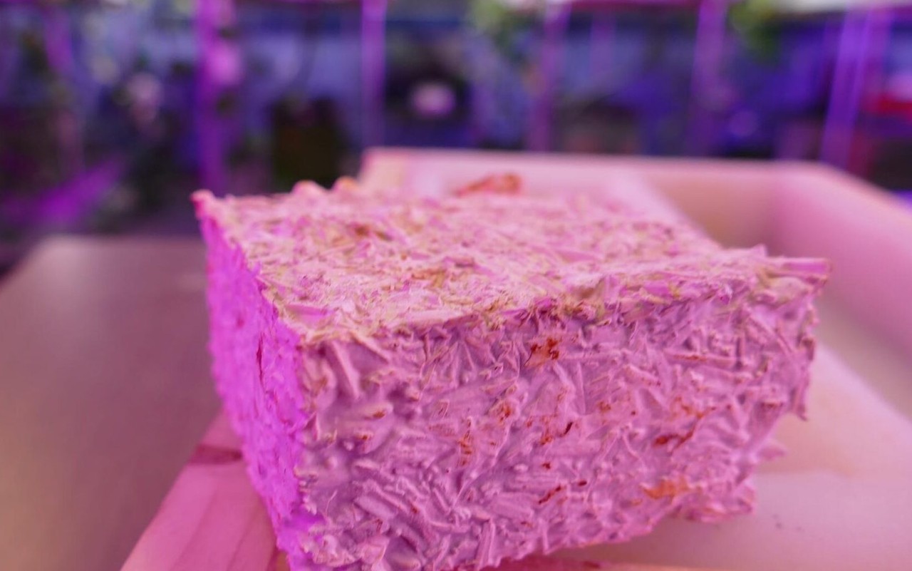 mycelium brick