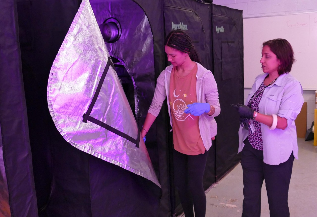 Tanisha Rutledge and Radika Bhaskar working on mycelium packaging projects