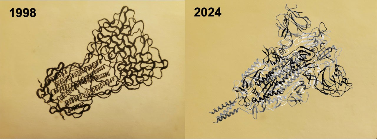 Dr. Armen’s calligraphy-like ink drawing in 1998 (left) of Influenza hemagglutinin compared to Armen’s scientifically accurate ribbon structure of the SARS-CoV-2 Spike protein in 2024 (right).