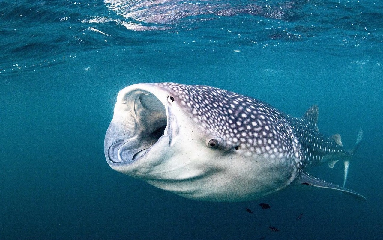 Adult whale sharks may grow to over 65 feet and weigh over 75,000 pounds. 