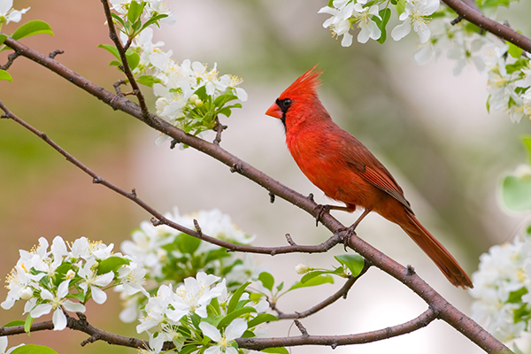 A northern cardinal sits perched in a tree on a spring day