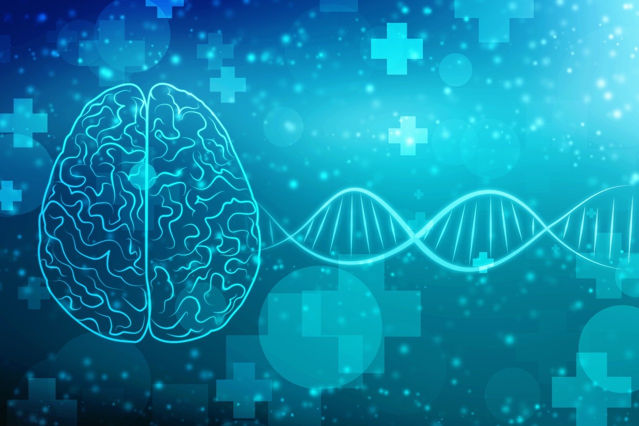 image of brain